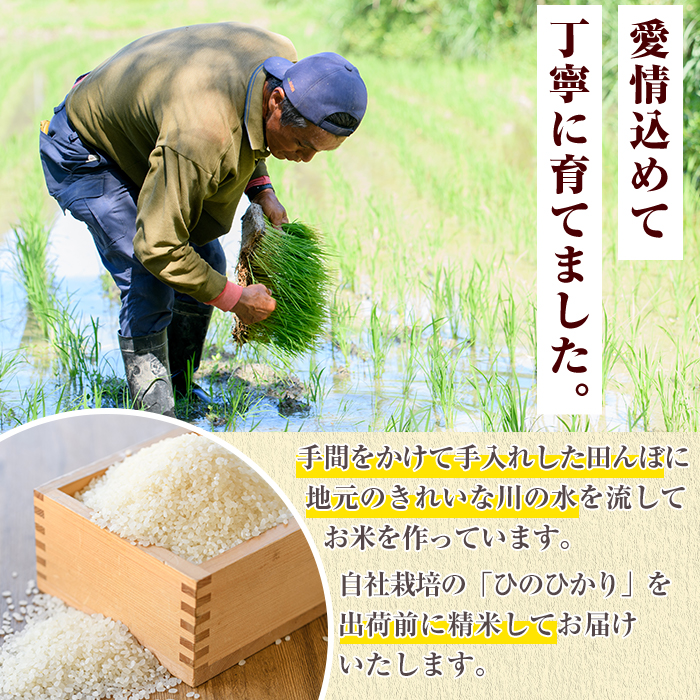 お米食べ比べセット(あきほなみ・ひのひかり：各5kg) 国産 白米 自社精米 ご飯 おこめ おにぎり お弁当 あきほなみ ひのひかり【谷口ファーム】akn064-10