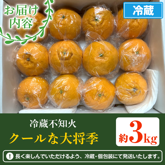 ＜2026年4月上旬以降順次発送予定＞数量限定！冷蔵不知火「クールな大将季」(計約3kg) 国産 みかん ミカン 柑橘 フルーツ 果物 旬 デザート 数量限定 阿久根市産 露地 しらぬい シラヌイ 冷蔵 期間限定 クール【三笠農業生産】akn051-06