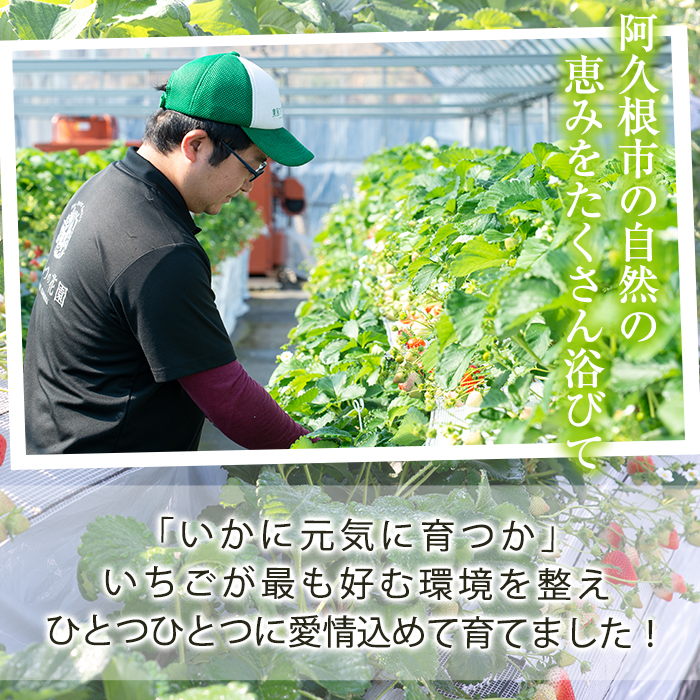 ＜2026年1月以降順次発送予定＞桐箱入！自社農園産いちご 恋みのり(計12個) 鹿児島 阿久根 自社農園 果物 フルーツ イチゴ いちご 苺 恋みのり 贈答用 ギフト 桐箱 デザート 期間限定【農園ガーデン空】akn026-10