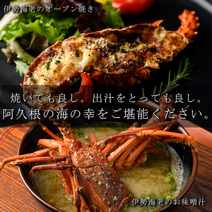 ＜2025年10月以降順次発送予定＞伊勢海老(約1kg) 国産 阿久根市 伊勢海老 海老 エビ えび イセエビ 海鮮 海産物 海の幸 刺身 新鮮 急速冷凍【松永青果】akn053-36