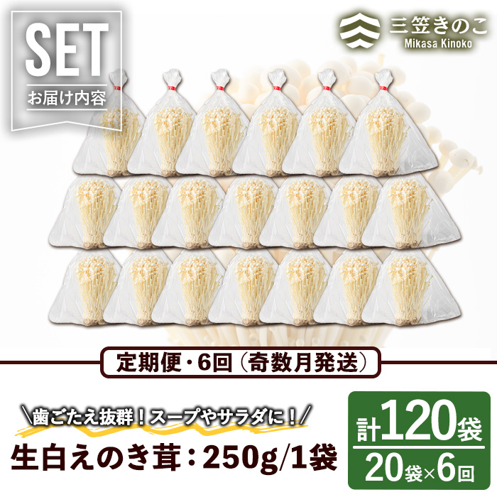 ＜定期便(奇数月)・全6回＞生白えのき茸(計120袋・20袋×6回)国産 エノキ きのこ キノコ 個包装【三笠えのき茸生産組合】akn010-24