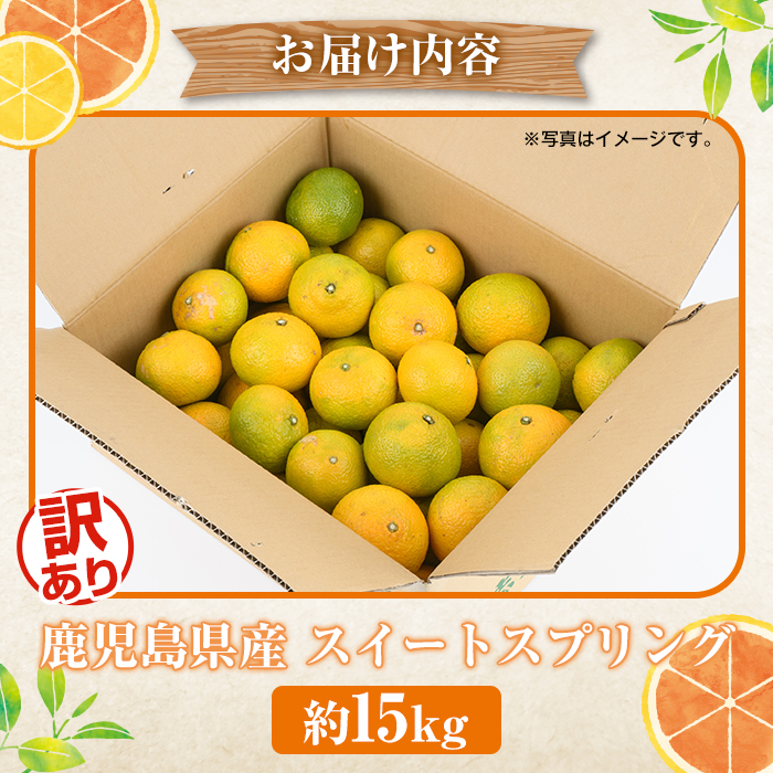 ＜2025年12月中旬以降順次発送予定＞訳ありスイートスプリング(約15kg) 鹿児島県 阿久根市 フルーツ 果物 デザート 柑橘 甘味 果肉 果汁【松永青果】akn053-41