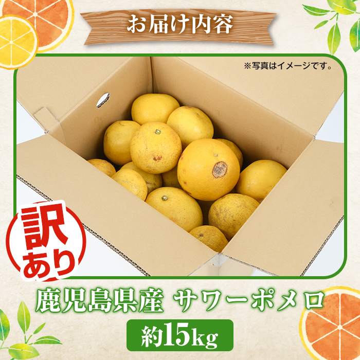 ＜2026年1月以降順次発送予定＞訳ありサワーポメロ(約15kg) 国産 果物 フルーツ 柑橘 甘味 酸味 デザート おやつ【松永青果】akn053-44