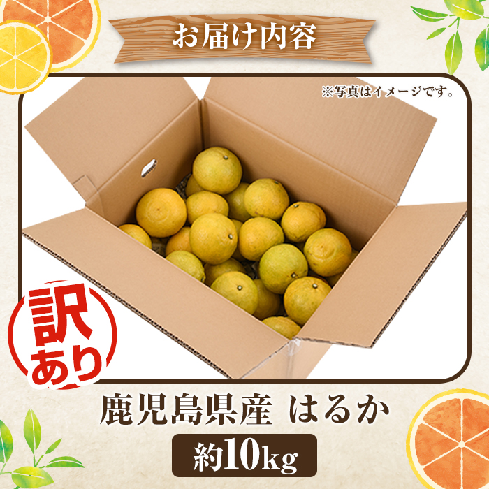 ＜2026年2月以降順次発送予定＞訳ありはるか(約10kg) 国産 鹿児島県産 果物 フルーツ 柑橘 みかん はるか【松永青果】akn053-45