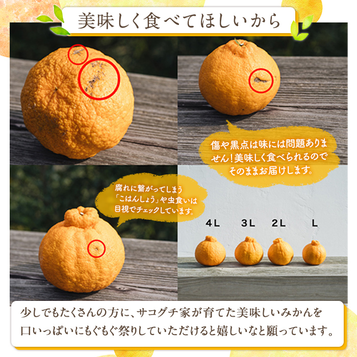 ＜2026年1月中旬以降順次発送予定＞数量限定！大将季 (6個・3Lサイズ) 柑橘 フルーツ 果物 国産 みかん 期間限定 不知火 しらぬい シラヌイ ミカン 【株式会社イロドリ】akn069-07