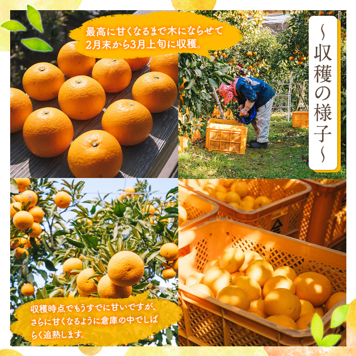 ＜2026年4月上旬以降順次発送予定＞数量限定！鹿児島県産 清見 (20個・2L) 柑橘 フルーツ 果物 国産 みかん 期間限定 きよみ キヨミ ミカン【株式会社イロドリ】akn069-09