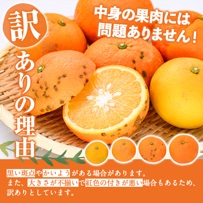 ＜2026年2月上旬以降順次発送予定＞訳あり 紅さわ香(約20kg) 国産 鹿児島県 阿久根市 果実 果物 フルーツ 柑橘 みかん ミカン 紅甘夏 期間限定 数量限定 【桐野柑橘株式会社】akn070-19
