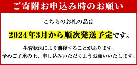 【平日着】＜2026年2月下旬以降順次発送予定＞朝堀り青果たけのこ(約3kg) 国産 新鮮 タケノコ 青果 竹の子 筍 野菜 春 旬 期間限定【上野食品】akn008-19-A
