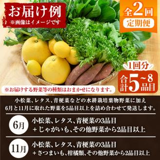 ＜定期便・全2回(6月・11月)＞あくね旬の野菜おまかせセット(5～8品目) 小松菜、レタス、青梗菜の3品目とその他野菜2品目以上を詰め合わせて全2回お届け！ ふるさと納税 阿久根市 特産品 野菜 お楽しみ さつまいも 芋【合同会社グッドフィールド】akn056-19