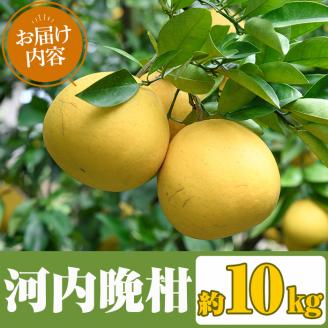 ＜2026年3月中旬以降順次発送予定＞まなべみかん園の河内晩柑(約10kg) 国産 鹿児島県産 阿久根市産 柑橘類 かんきつ 晩柑 果物 フルーツ 期間限定 数量限定 デザート かわちばんかん 10kg 贈答用 ギフト【有限会社まなべみかん園】akn034-04