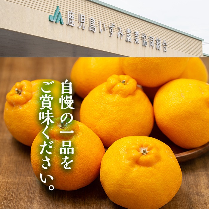 ＜2026年3月以降順次発送予定＞鹿児島県産！露地デコポン(約5kg・15～24玉) 果物 冬 春 柑橘 みかん 蜜柑 フルーツ 期間限定 数量限定【鹿児島いずみ農業協同組合】akn018-10