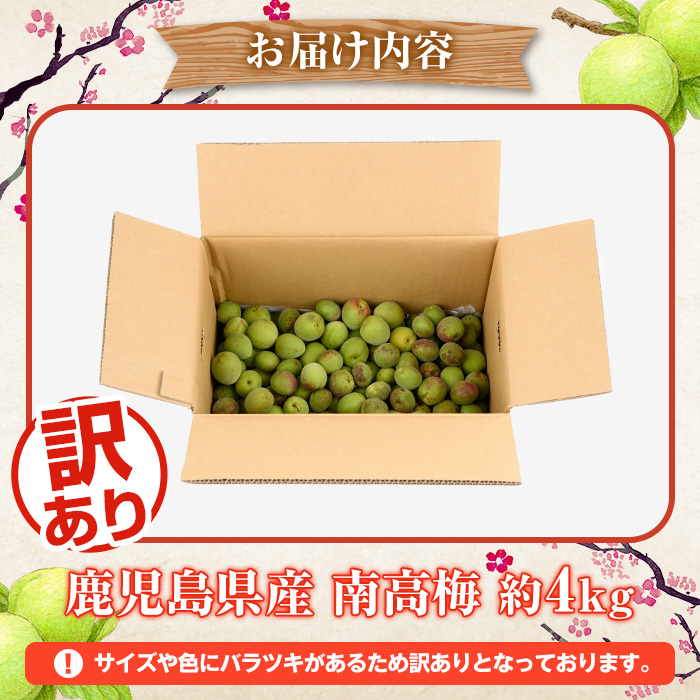 ＜2026年5月下旬以降順次発送予定＞訳あり！鹿児島県産 南高梅(約4kg) 国産 果物 梅 うめ ウメ ナンコウウメ 和食 梅干し 梅酒 梅シロップ 訳アリ サイズ混合 期間限定【松永青果】akn053-09