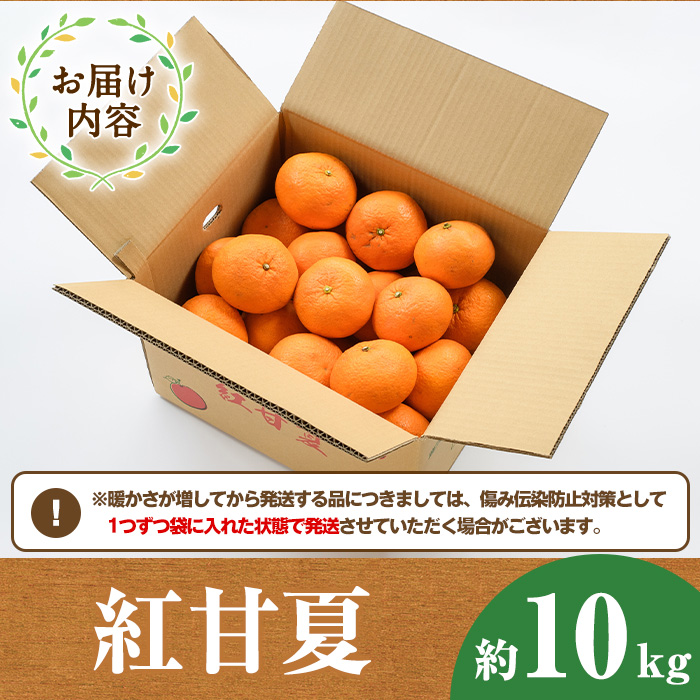 ＜2025年12月下旬以降順次発送予定＞紅甘夏(約10kg) 国産 鹿児島県 阿久根市 果実 果物 フルーツ 柑橘 みかん ミカン 期間限定 数量限定【桐野柑橘株式会社】akn070-08
