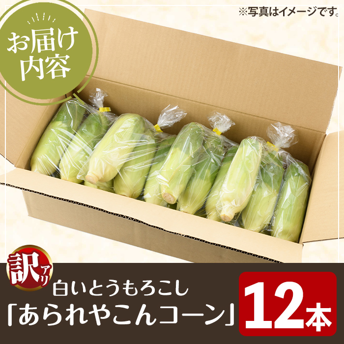 ＜2026年6月中旬以降順次発送予定＞訳あり！白いとうもろこし「あられやこんコーン」(12本) 国産 トウモロコシ 玉蜀黍 ホワイト コーン 野菜 糖度 夏 イネ科 数量限定 期間限定 訳アリ 旬 【うとさんち】akn067-05