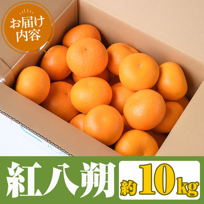 ＜2026年2月上旬以降順次発送予定＞まなべみかん園の紅八朔(約10kg) 国産 鹿児島県産 阿久根市産 柑橘類 みかん ミカン 蜜柑 果物 フルーツ べにはっさく 期間限定 数量限定 贈答用 ギフト デザート【有限会社まなべみかん園】akn034-05