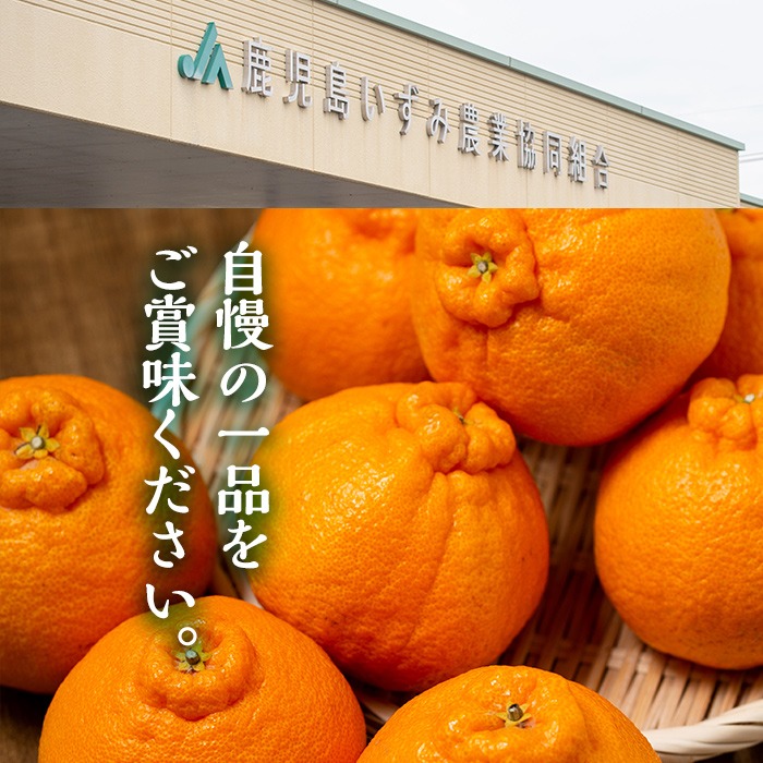 ＜2026年1月以降順次発送予定＞数量限定！鹿児島で生まれたオリジナル品種「大将季」(約5kg・15～24玉) 果物 フルーツ 柑橘 果実 ハウス栽培 ギフト【鹿児島いずみ農業協同組合】akn018-22