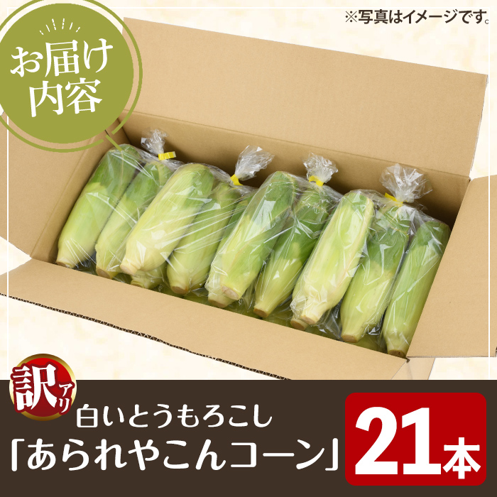 ＜2026年6月中旬以降順次発送予定＞訳あり！白いとうもろこし「あられやこんコーン」(21本) 国産 トウモロコシ 玉蜀黍 ホワイト コーン 野菜 糖度 夏 イネ科 数量限定 期間限定 訳アリ 旬 【うとさんち】akn067-11