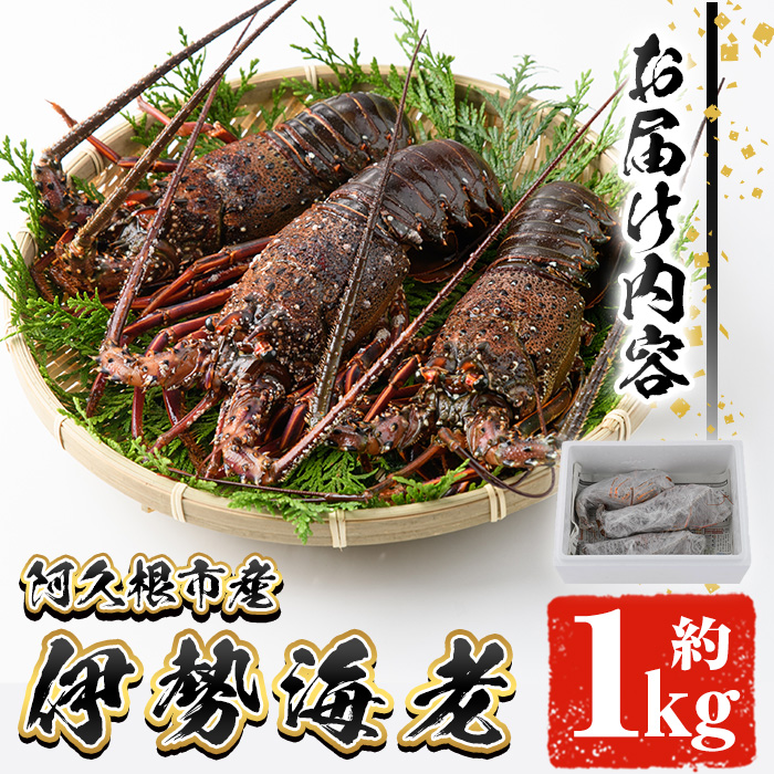 ＜2025年10月以降順次発送予定＞伊勢海老(約1kg) 国産 阿久根市 伊勢海老 海老 エビ えび イセエビ 海鮮 海産物 海の幸 刺身 新鮮 急速冷凍【松永青果】akn053-36