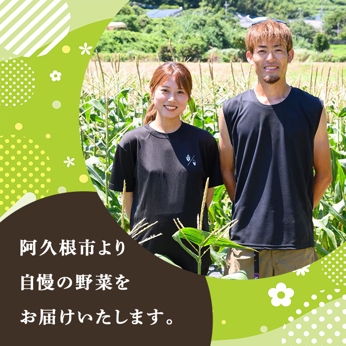 ヒノヒカリ (5kg) 国産 米 お米 コメ 白米 ひのひかり ごはん ご飯 お弁当 おにぎり 【うとさんち】akn067-19