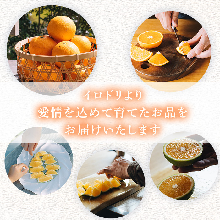 ＜2026年3月中旬以降順次発送予定＞数量限定！鹿児島県産 紅甘夏 (20kg・2L) 柑橘 フルーツ 果物 国産 みかん 期間限定 数量限定 ベニアマナツ ミカン 旬 【株式会社イロドリ】akn069-11