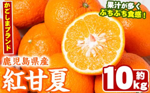 ＜2026年2月以降順次発送予定＞数量限定！鹿児島県産紅甘夏みかん(約10kg・28玉～32玉)国産 果物 フルーツ【鹿児島いずみ農業協同組合】akn018-05