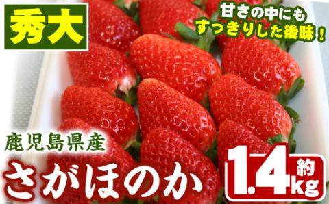＜2026年1月中旬以降順次発送予定＞鹿児島県産いちご(さがほのか「秀大」・計約1.4kg・40粒×2箱) 鹿児島 阿久根 果物 フルーツ イチゴ いちご 苺 さがほのか デザート おやつ 期間限定【鹿児島いずみ農業協同組合】akn018-21