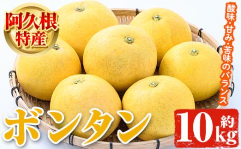 ＜2026年1月以降順次発送予定＞阿久根特産 ボンタン(10kg) 国産 果物 ボンタン ぼんたん フルーツ スイーツ 贈答用 ギフト 柑橘 期間限定【松永青果】akn053-28