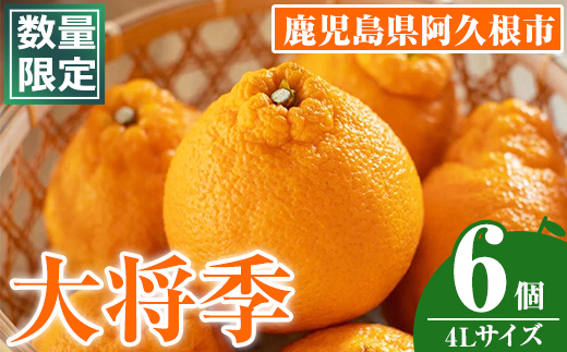 ＜2026年1月中旬以降順次発送予定＞数量限定！大将季 (6個・4Lサイズ) 柑橘 フルーツ 果物 国産 みかん 期間限定 不知火 しらぬい シラヌイ ミカン【株式会社イロドリ】akn069-12