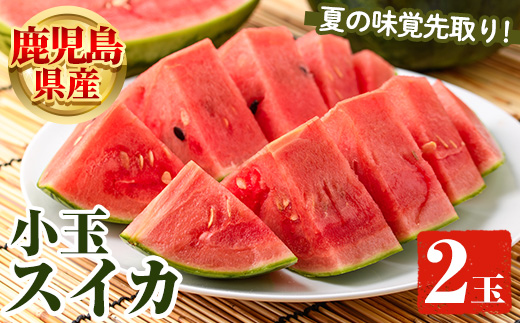 ＜2026年5月下旬以降順次発送予定＞鹿児島県産 小玉スイカ(2玉) 国産 果物 スイカ すいか 西瓜 フルーツ スイーツ スムージー ジュース 期間限定【松永青果】akn053-06