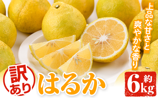 ＜2026年2月以降順次発送予定＞訳ありはるか(約6kg) 国産 鹿児島県産 果物 フルーツ 柑橘 みかん はるか【松永青果】akn053-40