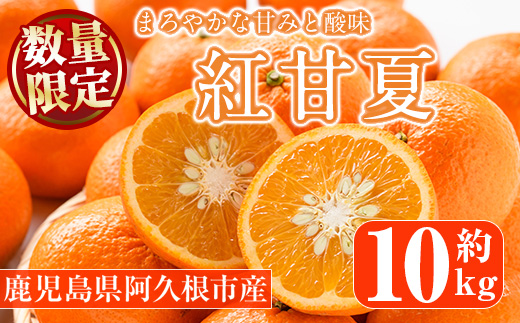 ＜2025年12月下旬以降順次発送予定＞紅甘夏(約10kg) 国産 鹿児島県 阿久根市 果実 果物 フルーツ 柑橘 みかん ミカン 期間限定 数量限定【桐野柑橘株式会社】akn070-08