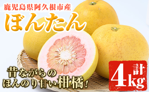 ＜2025年12月中旬以降順次発送予定＞数量限定！鹿児島県阿久根市産ボンタン(計4kg) 国産 ぼんたん 文旦 果物 くだもの フルーツ 柑橘【松永青果】akn053-01