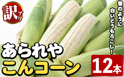 ＜2026年6月中旬以降順次発送予定＞訳あり！白いとうもろこし「あられやこんコーン」(12本) 国産 トウモロコシ 玉蜀黍 ホワイト コーン 野菜 糖度 夏 イネ科 数量限定 期間限定 訳アリ 旬 【うとさんち】akn067-05