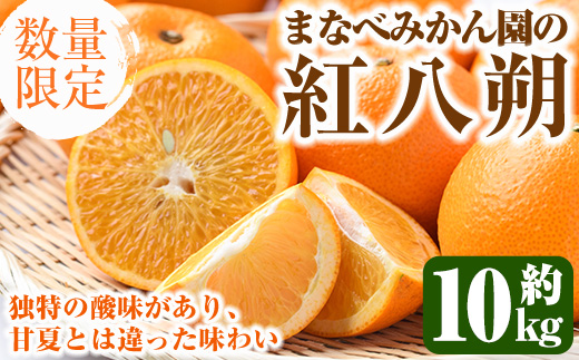 ＜2026年2月上旬以降順次発送予定＞まなべみかん園の紅八朔(約10kg) 国産 鹿児島県産 阿久根市産 柑橘類 みかん ミカン 蜜柑 果物 フルーツ べにはっさく 期間限定 数量限定 贈答用 ギフト デザート【有限会社まなべみかん園】akn034-05
