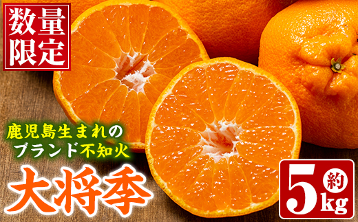 ＜2026年1月以降順次発送予定＞数量限定！鹿児島で生まれたオリジナル品種「大将季」(約5kg・15～24玉) 果物 フルーツ 柑橘 果実 ハウス栽培 ギフト【鹿児島いずみ農業協同組合】akn018-22