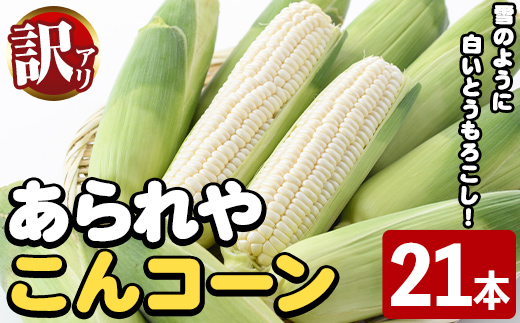 ＜2026年6月中旬以降順次発送予定＞訳あり！白いとうもろこし「あられやこんコーン」(21本) 国産 トウモロコシ 玉蜀黍 ホワイト コーン 野菜 糖度 夏 イネ科 数量限定 期間限定 訳アリ 旬 【うとさんち】akn067-11