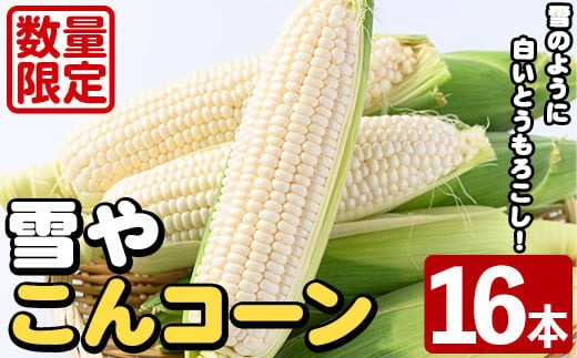 ＜2026年6月中旬以降順次発送予定＞白いとうもろこし「雪やこんコーン」(16本) 国産 トウモロコシ 玉蜀黍 ホワイト コーン 野菜 糖度 夏 イネ科 数量限定 期間限定【うとさんち】akn067-12