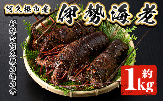 ＜2025年10月以降順次発送予定＞伊勢海老(約1kg) 国産 阿久根市 伊勢海老 海老 エビ えび イセエビ 海鮮 海産物 海の幸 刺身 新鮮 急速冷凍【松永青果】akn053-36