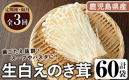 ＜定期便(奇数月)・全3回＞生白えのき茸(計60袋・20袋×3回)国産 エノキ きのこ キノコ 個包装【三笠えのき茸生産組合】akn010-23