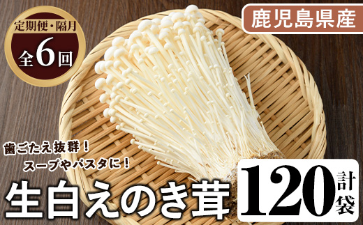 ＜定期便(奇数月)・全6回＞生白えのき茸(計120袋・20袋×6回)国産 エノキ きのこ キノコ 個包装【三笠えのき茸生産組合】akn010-24