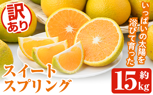 ＜2025年12月中旬以降順次発送予定＞訳ありスイートスプリング(約15kg) 鹿児島県 阿久根市 フルーツ 果物 デザート 柑橘 甘味 果肉 果汁【松永青果】akn053-41
