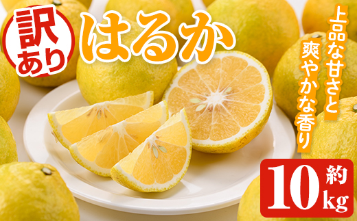＜2026年2月以降順次発送予定＞訳ありはるか(約10kg) 国産 鹿児島県産 果物 フルーツ 柑橘 みかん はるか【松永青果】akn053-45