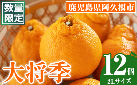 ＜2026年1月中旬以降順次発送予定＞数量限定！大将季 (12個・2Lサイズ) 柑橘 フルーツ 果物 国産 みかん 期間限定 不知火 しらぬい シラヌイ ミカン 【株式会社イロドリ】akn069-08