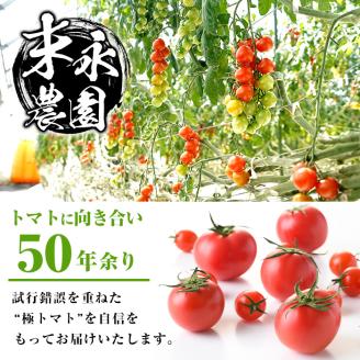 i432 ≪2025年12月～2026年5月の間に発送予定≫ ＜期間限定＞極トマト おまかせセット2kg以上 (ミニトマト・大玉トマト) フルーツトマト とまと トマト 野菜 青果 旬 ミニトマト 大玉 お弁当 料理 期間限定  【末永農園】
