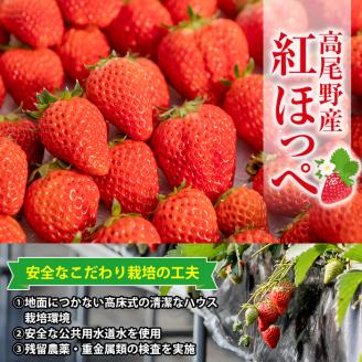 i403 ＜先行予約受付中！2026年1月上旬から4月上旬の間に発送！＞【期間・数量限定】いちご紅ほっぺ(計約1kg・250g×4P) いちご 苺 イチゴ 果物 くだもの フルーツ 旬 甘酸っぱい 紅ほっぺ 鹿児島県産 高尾野産 高床式栽培 【山ん神】