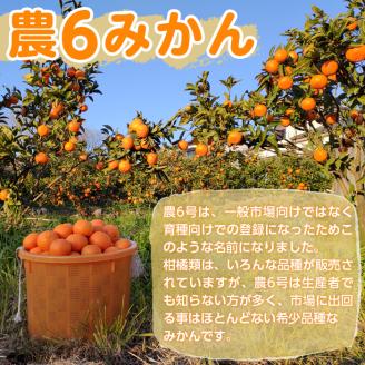 i594 ＜2026年3月下旬～6月中旬の間に発送予定＞《傷ありのため訳あり》農6みかん(約10kg) 果物 フルーツ 柑橘 国産 鹿児島県産 みかん 蜜柑 【江崎果樹園】