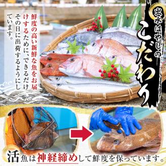 i580 出水の鮮魚おためしBOX(約2～3kg程度・3～6種類) 魚 鮮魚 鹿児島県 出水近海 お寿司 煮付 料理 旬 何が届くかはお楽しみ 【出水はやし】
