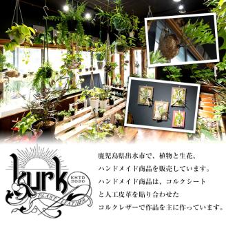 i620 ビカクシダ板付け(コルク)オシャレな観葉植物コウモリラン！【kurk PLANT LEATHER】