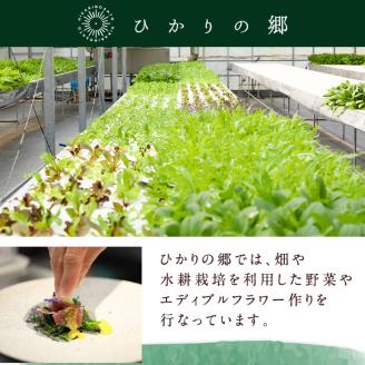i849 ひかりのお野菜(約10束・5～6種) 国産 野菜 やさい 葉物 旬 ほうれん草 水菜 チンゲン菜 小松菜 リーフレタス ルッコラ 水耕栽培 ミックスリーフ 山東白菜 何が届くかはお楽しみ 【ひかりの郷】