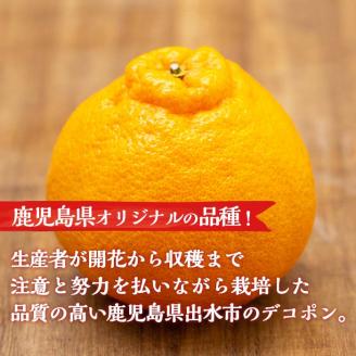 i523 ≪先行予約受付中！2026年3月上旬より順次発送予定≫鹿児島県出水市特産！＜露地栽培＞大将季(約5kg・18～20玉) 大将季 柑橘 くだもの 鹿児島県 みかん フルーツ 旬 露地栽場 【JA鹿児島いずみ(果実課)】